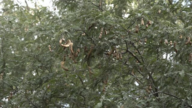 Tamarind fruit tree ,wide view