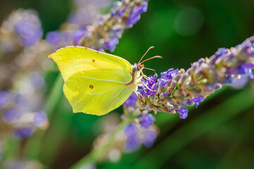 Butterfly on lavender close-up on a green background.Fragrant lavender and insects. Yellow...