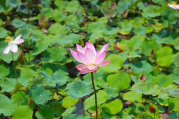 Pink lotus flower blooming in pond with green leaves. Lotus lake, beautiful nature background.