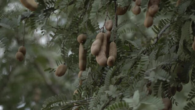 A closeup of a bunch of  tamarind pods or tamarind fruits on branches