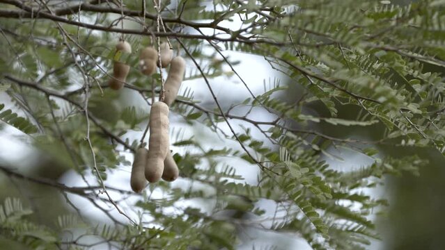 A closeup of a bunch of unripe tamarind pods or young tamarind fruits on branches ,close up view