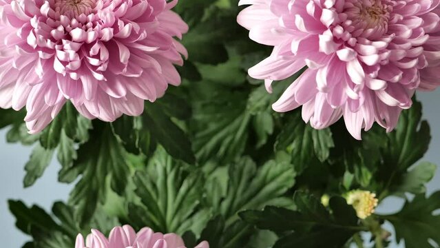 Chrysanthemums of lilac color on a green background. Bush double chrysanthemum flower. Beautiful pink and lilac flowers.Autumn perennial flowers. 4k footage