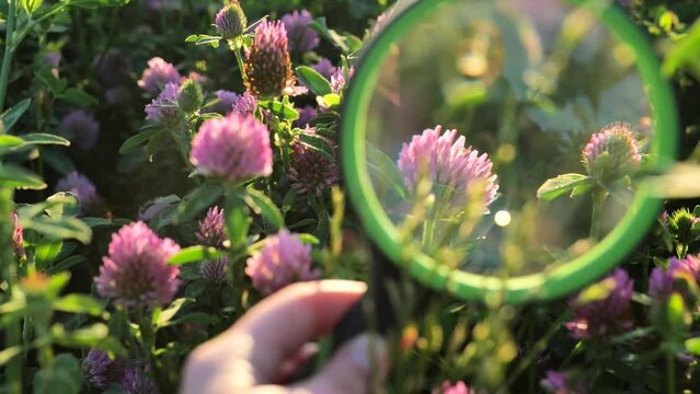 Red clover under a magnifying glass in a clover field.Red clover close-up on a Clover meadow. Valuable forage and medicinal plant. 4k footage