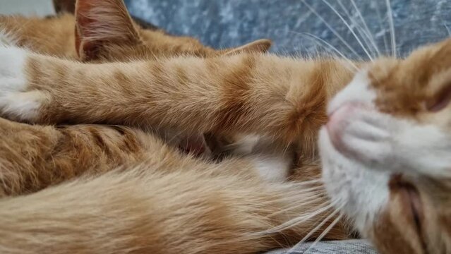 Two sleepy orange kittens playing together while lay on the cozy sofa. Funny and playful ginger cats hugging