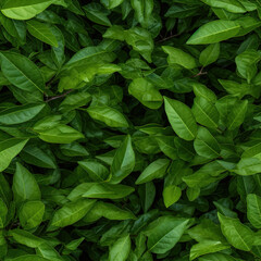 Fototapeta na wymiar Seamless background with fresh green leaves after the rain