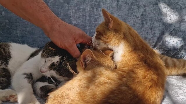 Owner petting his three cats resting on the sofa. Relaxed cute kittens and master caressing his pets