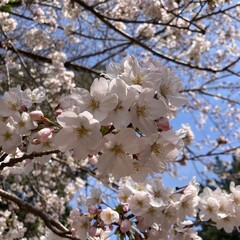 cherry blossoms in full bloom