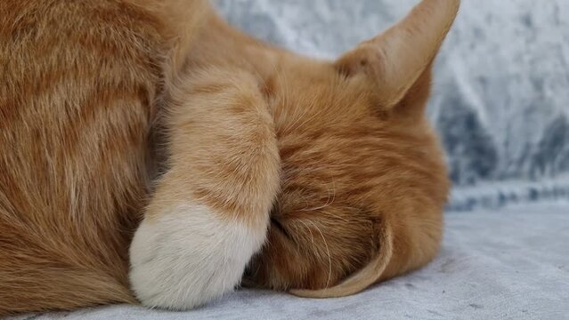 Sleepy orange kitten takes a nap indoors on the sofa. Little ginger cat sleeping tight in a cute position