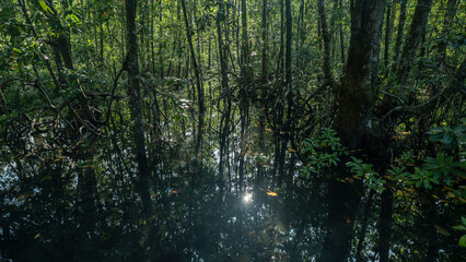 Fototapeta na wymiar Reflected sunlight on creekwater at the base of tall mangrove forest trees.
