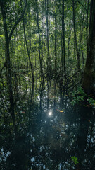 Obraz premium Tall mangrove trees let in minimal sunlight through their tropiclal foliage.