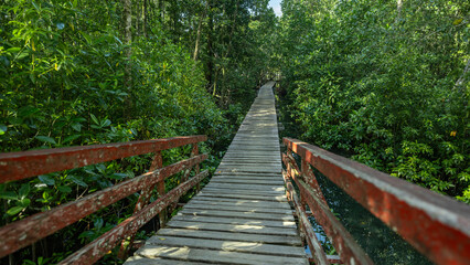 Small wooden bridge in the coastal mangrove forest.