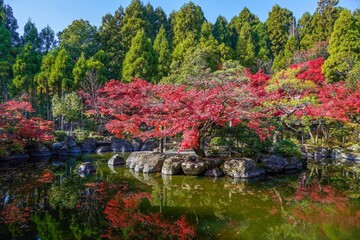 Fototapeta premium 青空バックに見る日本庭園のモミジの紅葉情景