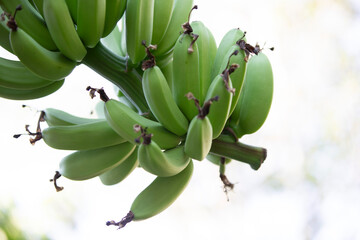 Banana tree with unripe green bananas on blurred background.