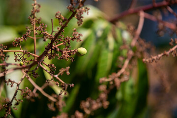 Close up of the fruits on a mango tree in the garden.