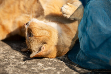 ginger cat lying on the floor in the sun, close up