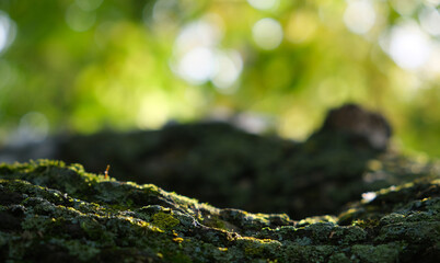 Trunk of tree, overgrown with green moss . Shades of green yellow gray color background of wood bark texture with very deep cracks. Empty place, space. Blurred nature background