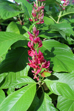 Red pink flowers on a Brazilian Red Cloak (Megaskepasma erythrochlamys) plant in a garden