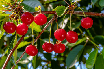 Cherry berries hang on tree. In water droplets. .Selective focus. Cherry Orchard. Cherry Background