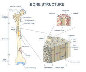 Illustration features bone cross-section with isolated outline detailed anatomical structure. Labeled educational medical depiction with distal, proximal epiphyses, view of osteon. Vector Illustration - obrazy, fototapety, plakaty
