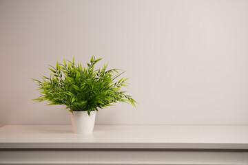  Green plant on the table on a white background. Minimalistic decor