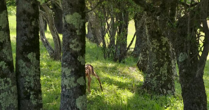 Baby Deer 4