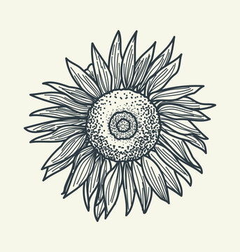 Radiant vector sketch of a sunflower bloom, capturing the vibrant beauty and intricate details of natures elegance. Ideal for adding a touch of floral charm to your designs