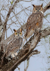 Couple of Great Horned Owls at Bentsen Rio Grande State Park, Mission, Texas