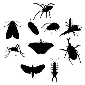 insect silhouette hand drawing vector isolated on background.