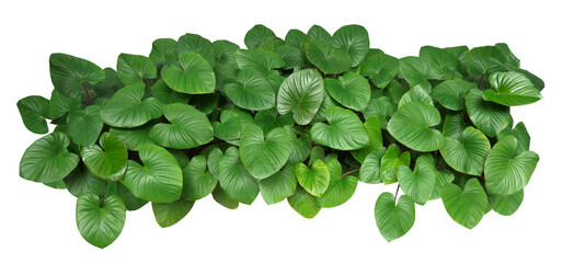 Heart shaped green leaves of Homalomena plant the tropical foliage plant bush growing in garden isolated on transparent background - 739631920