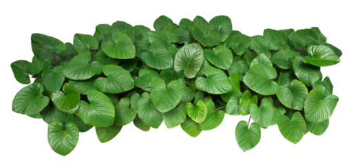Heart shaped green leaves of Homalomena plant the tropical foliage plant bush growing in garden isolated on transparent background