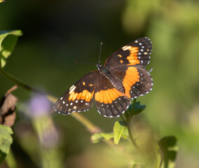 Bordered patch butterflies (Chlosyne lacinia) feeding on blue mistflowers (Conoclinium coelestinum), National Butterfly Center, Mission, Texas, USA