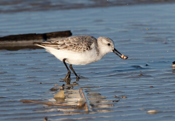 Sanderling Feeding On Shore, Galveston, Texas, USA