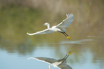 The snowy egret (Egretta thula) flying over blue water at Cullinan Park, Texas with reflection in the water - obrazy, fototapety, plakaty