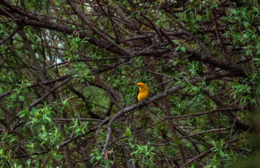  A small yellow bird sits in tall dry grass