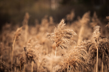 Fototapeta premium Dry reed grass in the swamp
