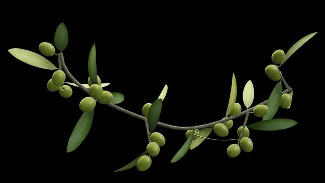 Branch of Growing Olives - Time Lapse - I - Close Up - Alpha Channel - Artistic naturalistic realistic 3D animation isolated on transparent background