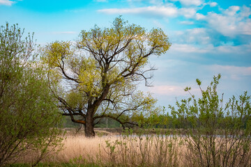 Beautiful single tree with interesting shape and tall grass