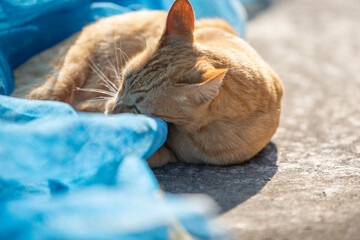 ginger cat lying on the floor in the sun