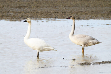 Pair of swans in winter standing in a flooded agricultural field