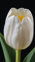 Photo Of White Tulip, Top View Of Beautiful White Tulip.