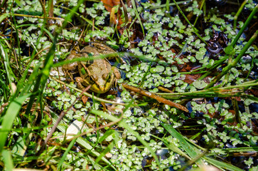 Well camouflaged green and brown frog in the water