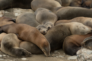 Obraz premium Crowded gathering of California sea lions during winter season at La Jolla Cave - 1