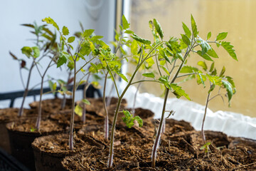 Tomato seedlings in packed peat pots grow on window sills, growing natural eco-friendly vegetables at home Farm seed sprouts for planting vegetables in spring, home hobby. Organic plants, healthy