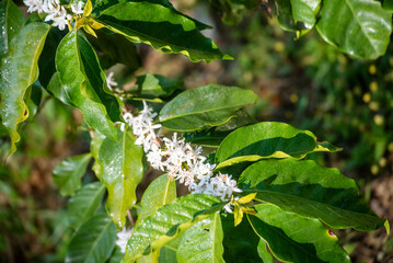 Coffee flower tree green nature white color blossom. White flower on coffee tree Robusta arabica berries on coffee farm garden. Fresh bean berry plantation. Agriculture growth in green organic farm