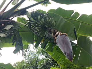 Photo of Banana tree bearing fruit