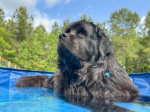 Close-up shot of a Black, Newfoundland, female dog in a small pool outside on a hot day