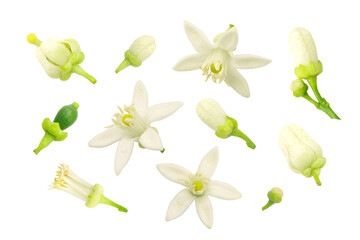 Lime or green lemon flower collection isolated on white background. - obrazy, fototapety, plakaty