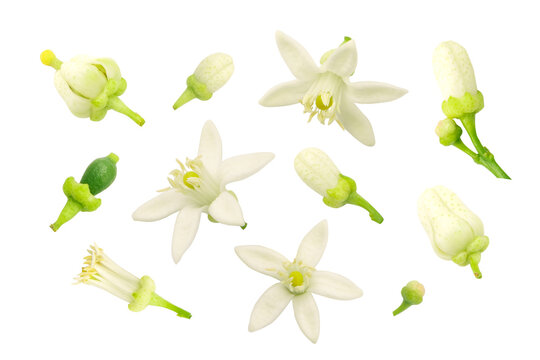 Lime or green lemon flower collection isolated on white background.