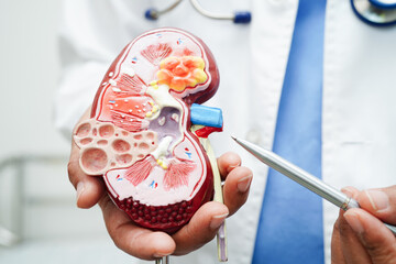 Chronic kidney disease, doctor with model for treatment urinary system, urology, Estimated...