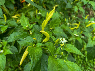 green chilies that grow abundantly in the garden
